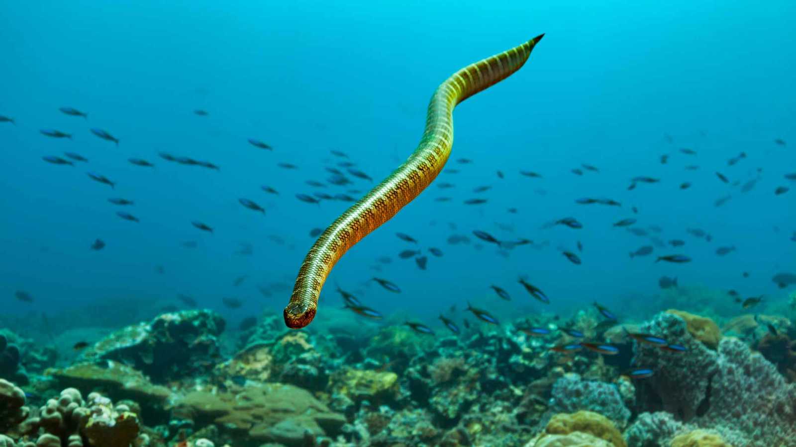 أول غواصة في تاريخ كوريا الجنوبية تخرج من الخدمة (فيديو)