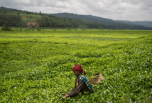 خطة مصرية على أرض السوادن لتأمين غذاء المصريين