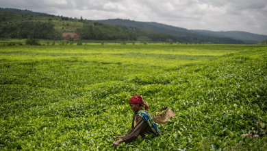 خطة مصرية على أرض السوادن لتأمين غذاء المصريين
