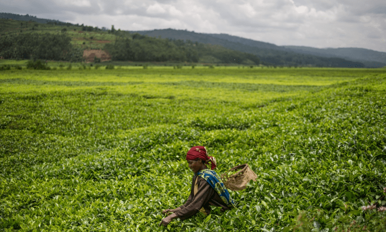 خطة مصرية على أرض السوادن لتأمين غذاء المصريين