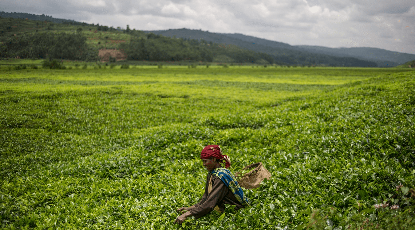 خطة مصرية على أرض السوادن لتأمين غذاء المصريين