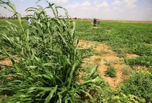 السودان.. تقلص المساحات المزروعة وانهيار حاد في القطاع بسبب الحرب