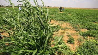 السودان.. تقلص المساحات المزروعة وانهيار حاد في القطاع بسبب الحرب