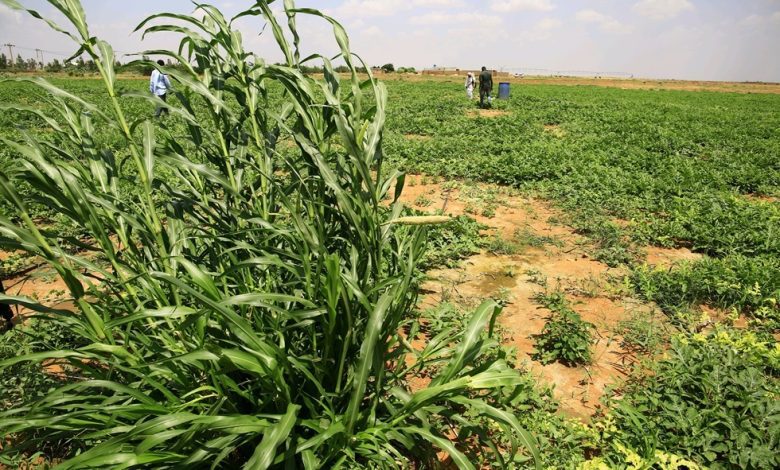 السودان.. تقلص المساحات المزروعة وانهيار حاد في القطاع بسبب الحرب