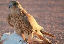 ما سر تميّز بعض الأشخاص في تذكر الوجوه؟ العلم يوضح