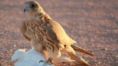 ما سر تميّز بعض الأشخاص في تذكر الوجوه؟ العلم يوضح