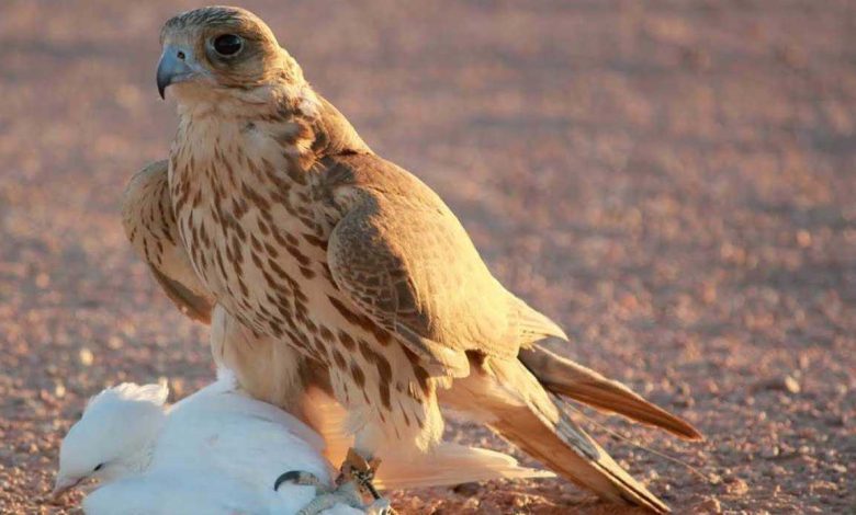 ما سر تميّز بعض الأشخاص في تذكر الوجوه؟ العلم يوضح