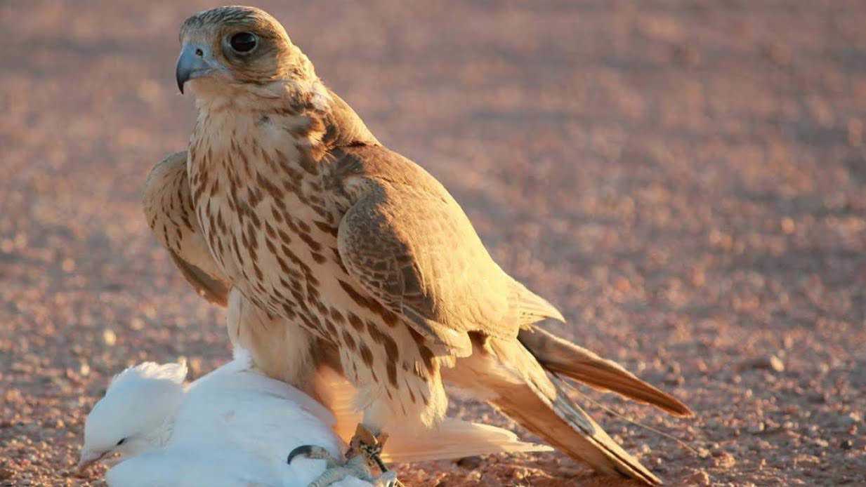 ما سر تميّز بعض الأشخاص في تذكر الوجوه؟ العلم يوضح