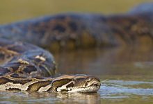 جنات تكشف لـ