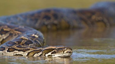 جنات تكشف لـ