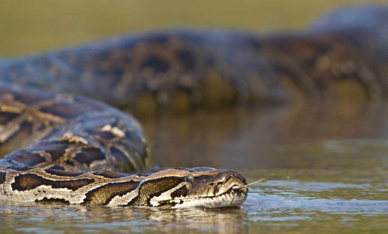 جنات تكشف لـ