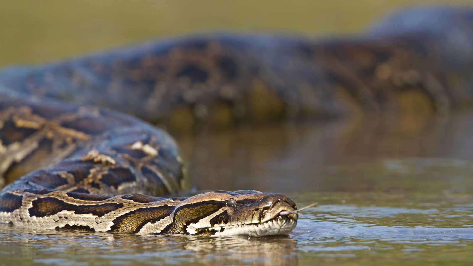 جنات تكشف لـ