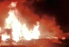 هل يحتوي التين على دبابير ميتة؟ العلم يجيب