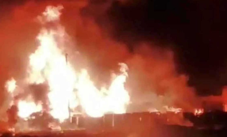 هل يحتوي التين على دبابير ميتة؟ العلم يجيب