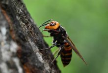 دار أزياء تثير جدلاً بإصدار جاكيت ممزق بسعر عالٍ (فيديو)