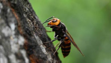 دار أزياء تثير جدلاً بإصدار جاكيت ممزق بسعر عالٍ (فيديو)