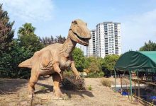 منها قناديل البحر.. هل يمكن للحيوانات بلا دماغ أن تفكر؟