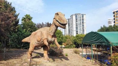 منها قناديل البحر.. هل يمكن للحيوانات بلا دماغ أن تفكر؟