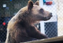 طفل يقتل شقيقه بسبب