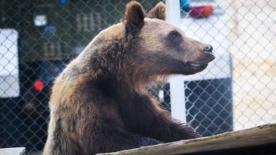 طفل يقتل شقيقه بسبب