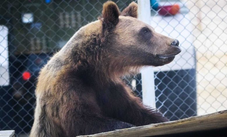 طفل يقتل شقيقه بسبب