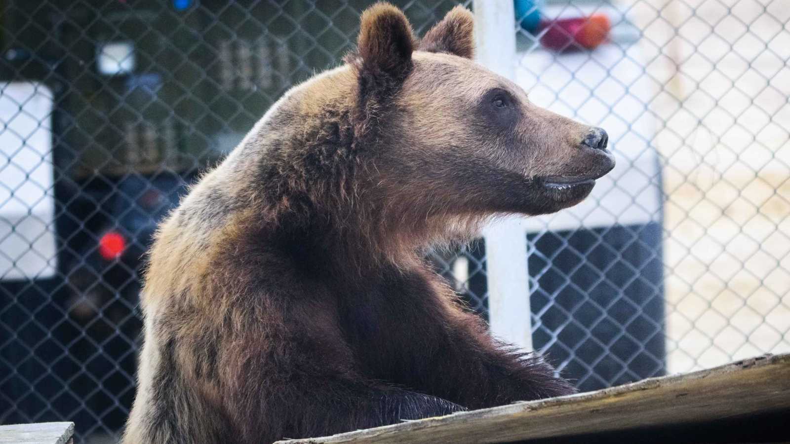 طفل يقتل شقيقه بسبب