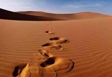 أغرب مخلوق يعيش في صحراء السعودية