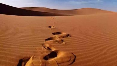 أغرب مخلوق يعيش في صحراء السعودية