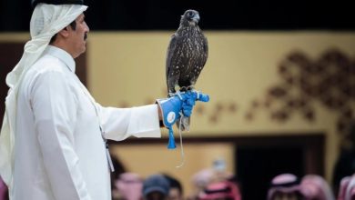 200 ألف ريال ثمن صقرين في الليلة الـ26 من "مزاد الصقور"