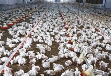 السعودية في 2024: طفرة بإنتاج "الدواجن والبيض".. والرياض تكتسح أرقام الثروة الحيوانية