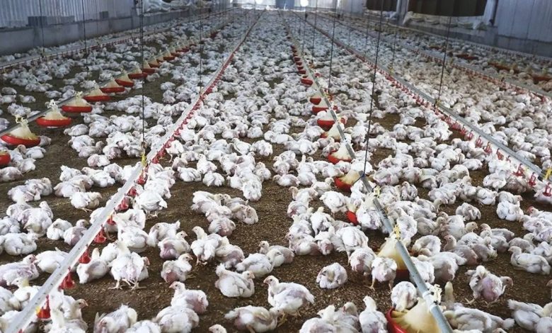 السعودية في 2024: طفرة بإنتاج "الدواجن والبيض".. والرياض تكتسح أرقام الثروة الحيوانية