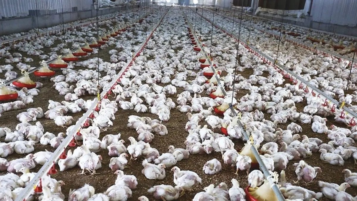 السعودية في 2024: طفرة بإنتاج "الدواجن والبيض".. والرياض تكتسح أرقام الثروة الحيوانية