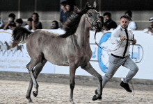 انطلاق البطولة الدولية لجمال الجواد العربي بمحافظة جدة