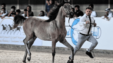 انطلاق البطولة الدولية لجمال الجواد العربي بمحافظة جدة