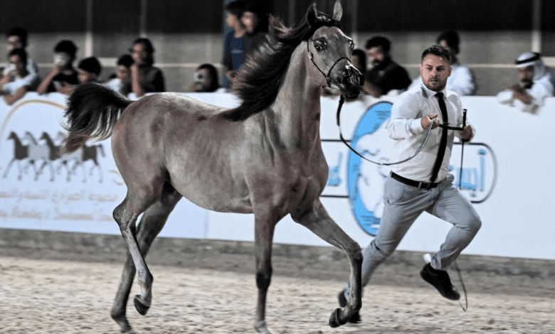 انطلاق البطولة الدولية لجمال الجواد العربي بمحافظة جدة