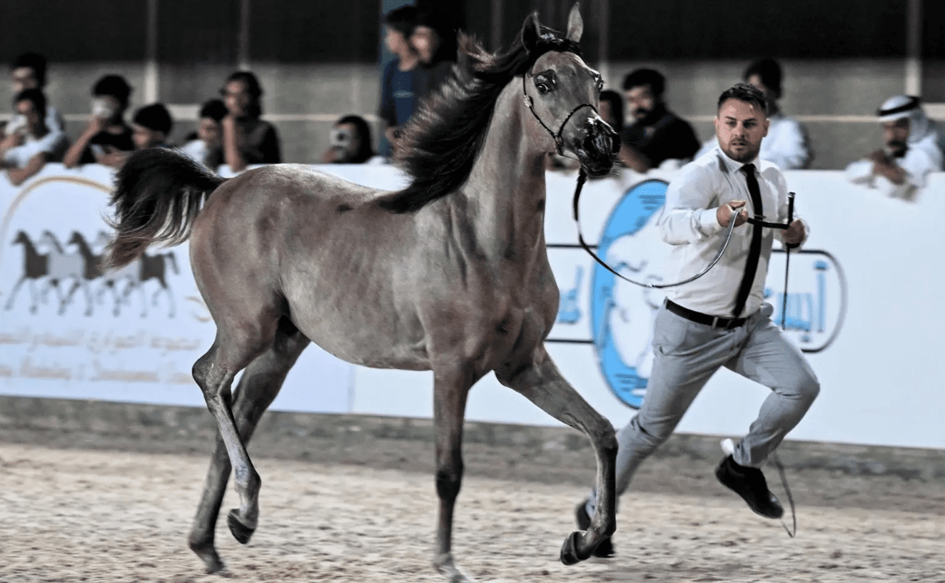 انطلاق البطولة الدولية لجمال الجواد العربي بمحافظة جدة