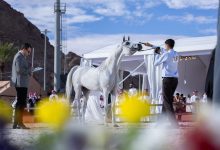 بمشاركة 315 خيلًا من 6 دول.. حائل تستعد لبطولتها الدولية لجمال الخيل العربية