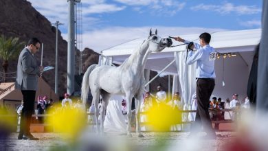 بمشاركة 315 خيلًا من 6 دول.. حائل تستعد لبطولتها الدولية لجمال الخيل العربية
