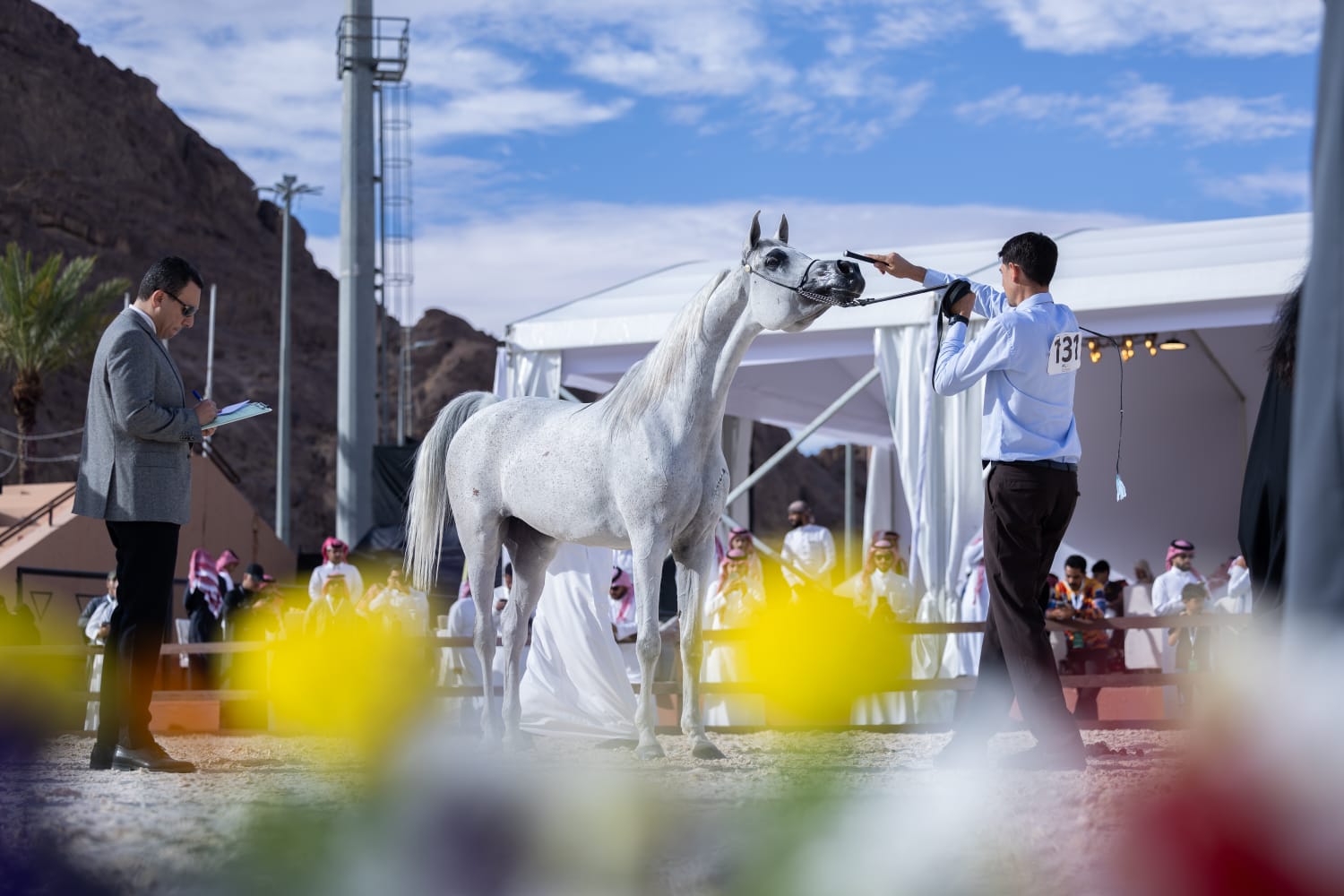 بمشاركة 315 خيلًا من 6 دول.. حائل تستعد لبطولتها الدولية لجمال الخيل العربية