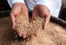 صرف 255 مليون ريال مستحقات آخر دفعات مزارعي القمح المحلي