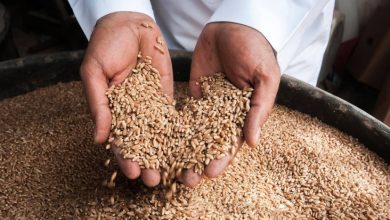 صرف 255 مليون ريال مستحقات آخر دفعات مزارعي القمح المحلي