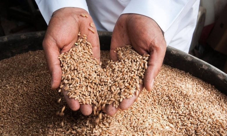 صرف 255 مليون ريال مستحقات آخر دفعات مزارعي القمح المحلي