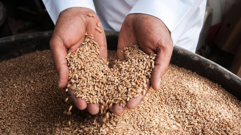 صرف 255 مليون ريال مستحقات آخر دفعات مزارعي القمح المحلي