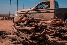 ضبط مخالف لنظام البيئة لنقله حطبًا محليًا في عسير