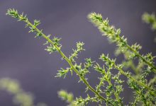 ظهور الشوك الروسي في الحدود الشمالية.. مؤشّر على استعادة التوازن البيئي