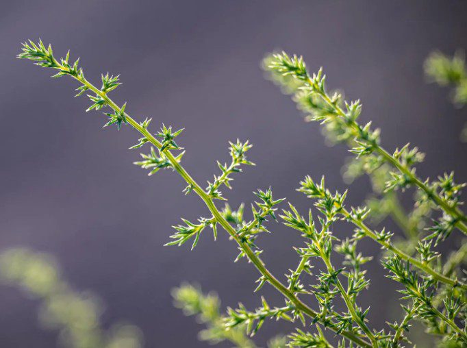 ظهور الشوك الروسي في الحدود الشمالية.. مؤشّر على استعادة التوازن البيئي