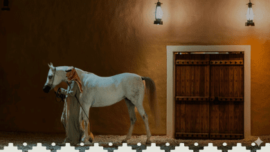 في قلب البجيري التاريخي.. انطلاق النسخة الثانية من "مهرجان الدرعية للرواية"