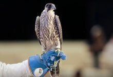 مزاد الصقور السعودي يواصل تحطيم الأرقام.. بيع صقرين بـ236 ألف ريال