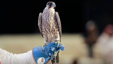 مزاد الصقور السعودي يواصل تحطيم الأرقام.. بيع صقرين بـ236 ألف ريال