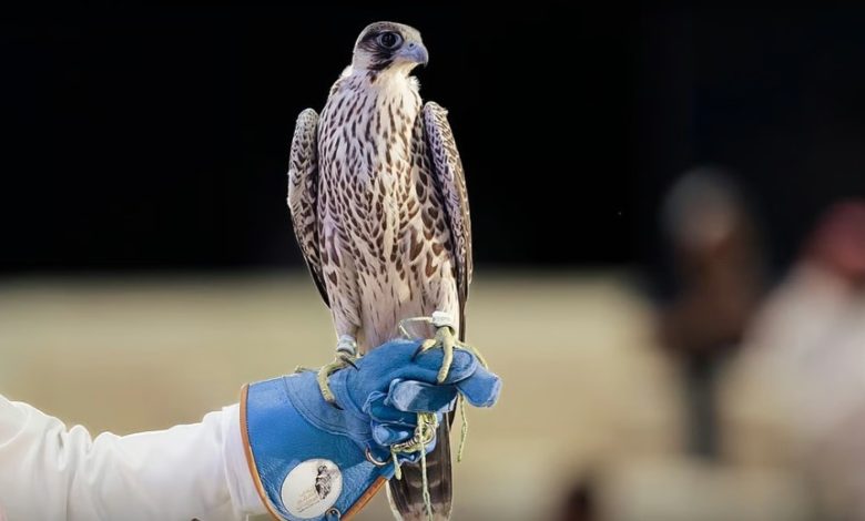 مزاد الصقور السعودي يواصل تحطيم الأرقام.. بيع صقرين بـ236 ألف ريال